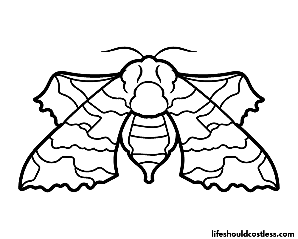 Moth coloring sheet example