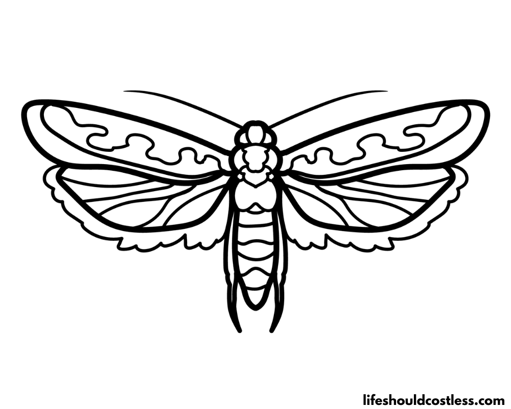 Moth coloring sheets example