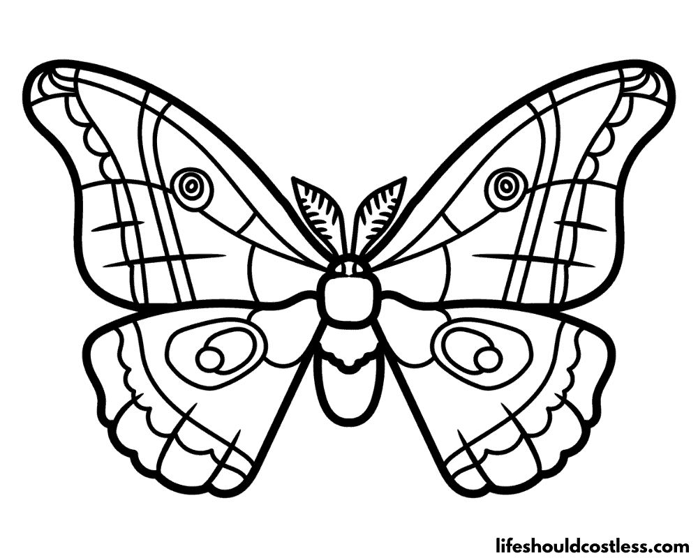 Moth colouring page example