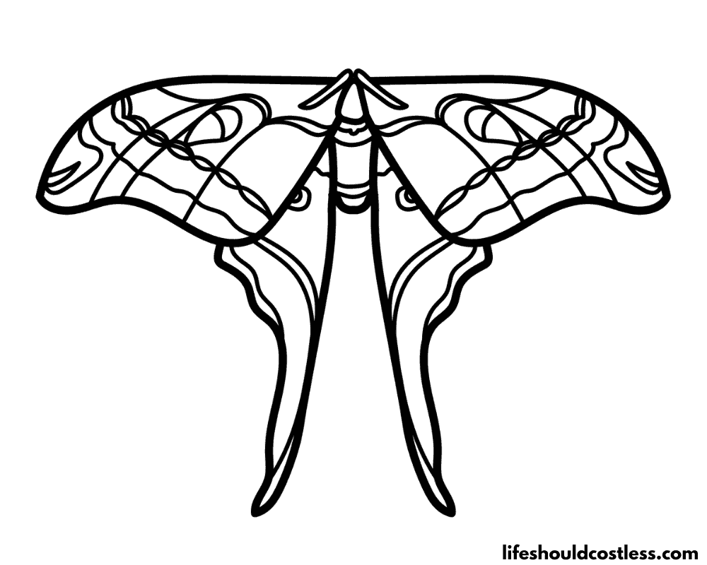 Moth colouring pages example