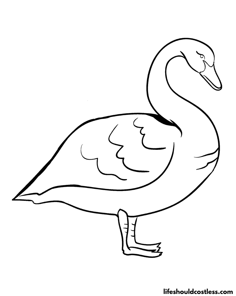 Swan pictures to color example