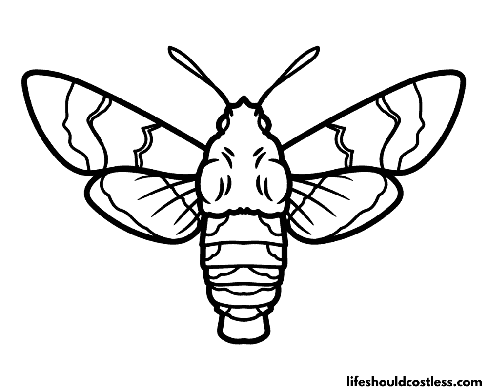 hummingbird hawk moths coloring pages example