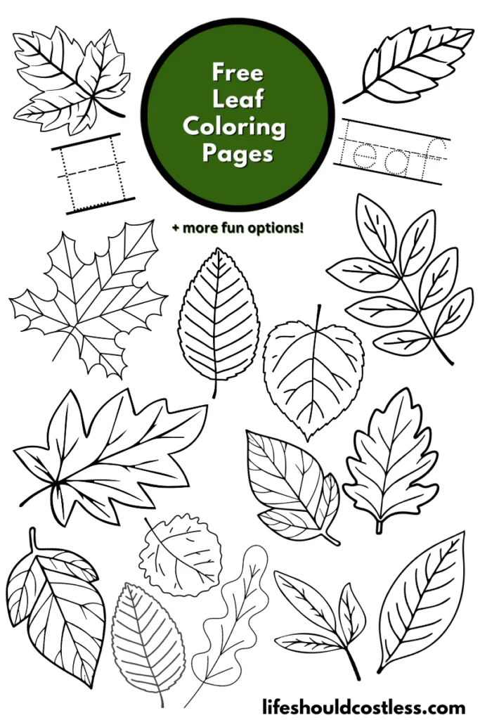 rainforest leaves coloring pages