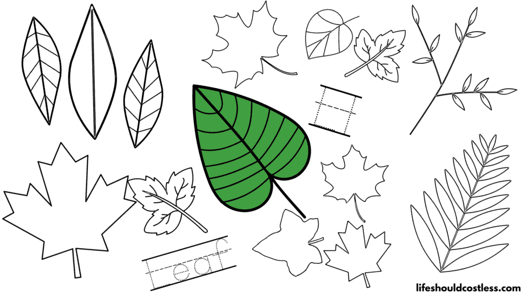 leaf coloring pages options