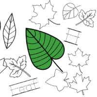 leaf coloring pages options
