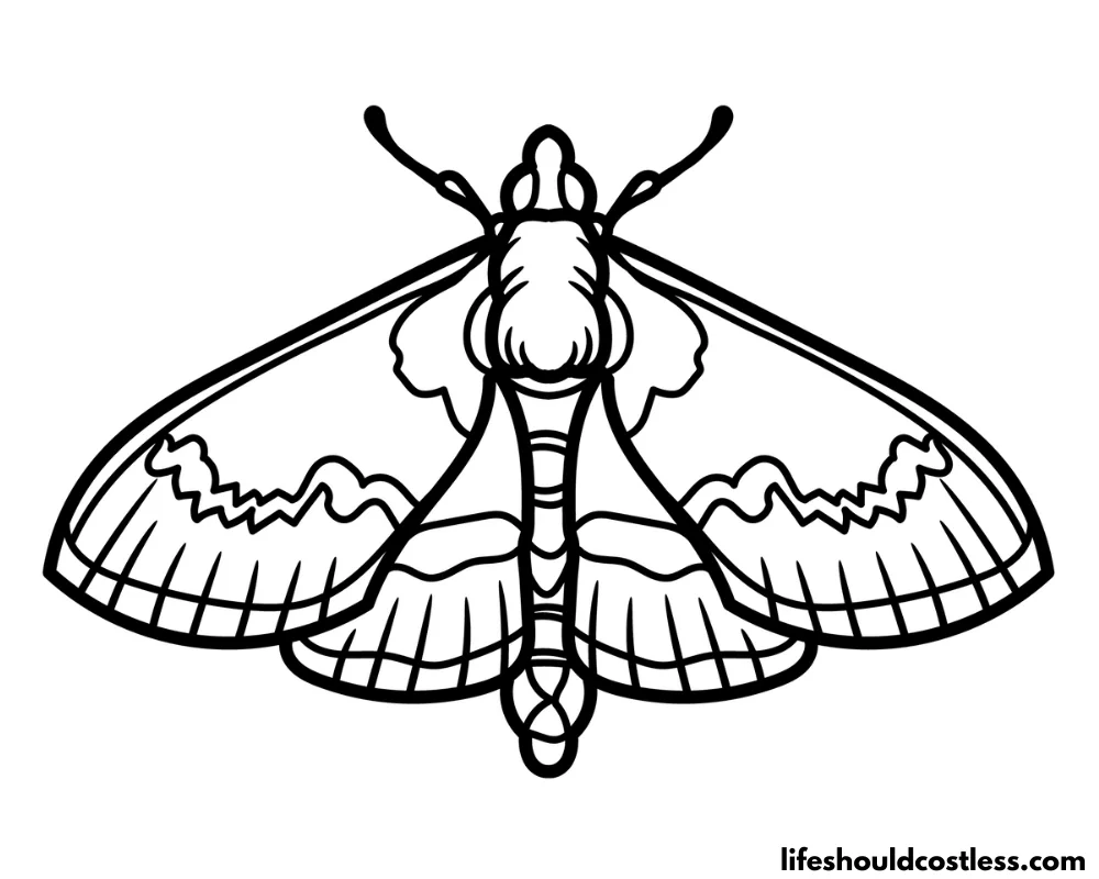 moth pictures to color example