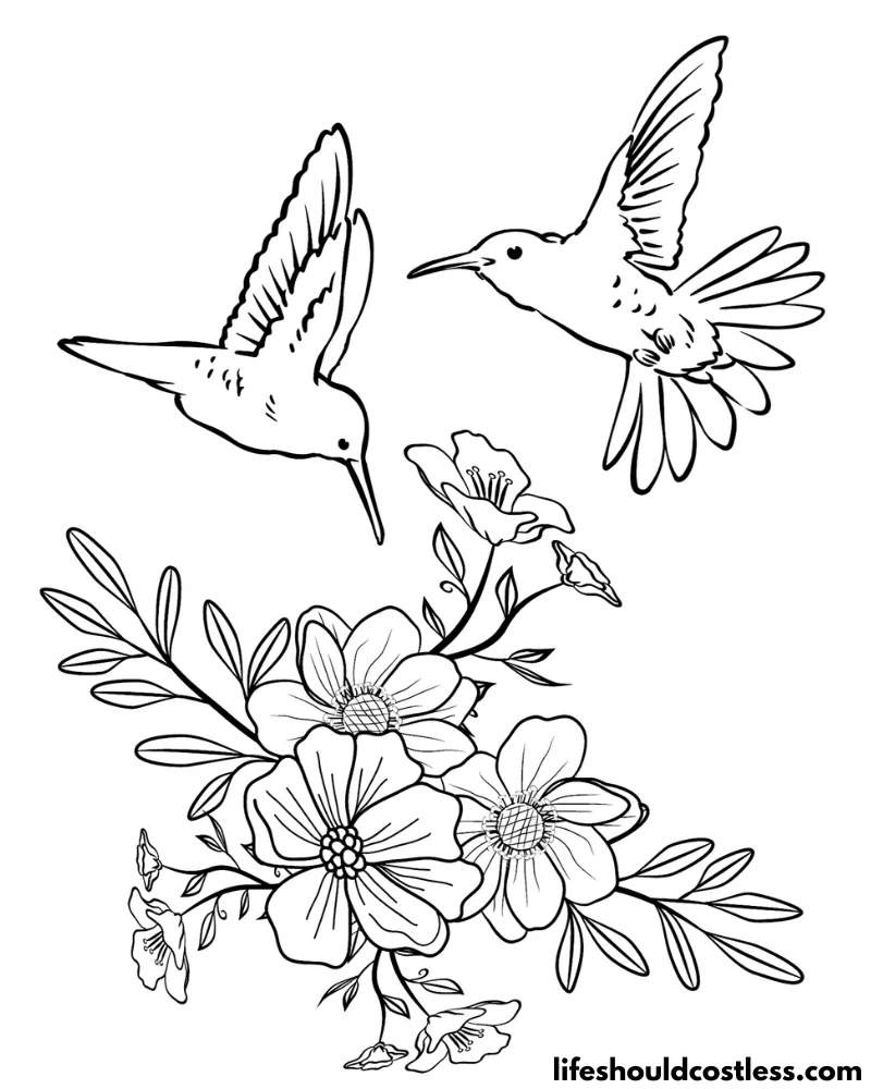 Adult Humming Bird Coloring Pages Example