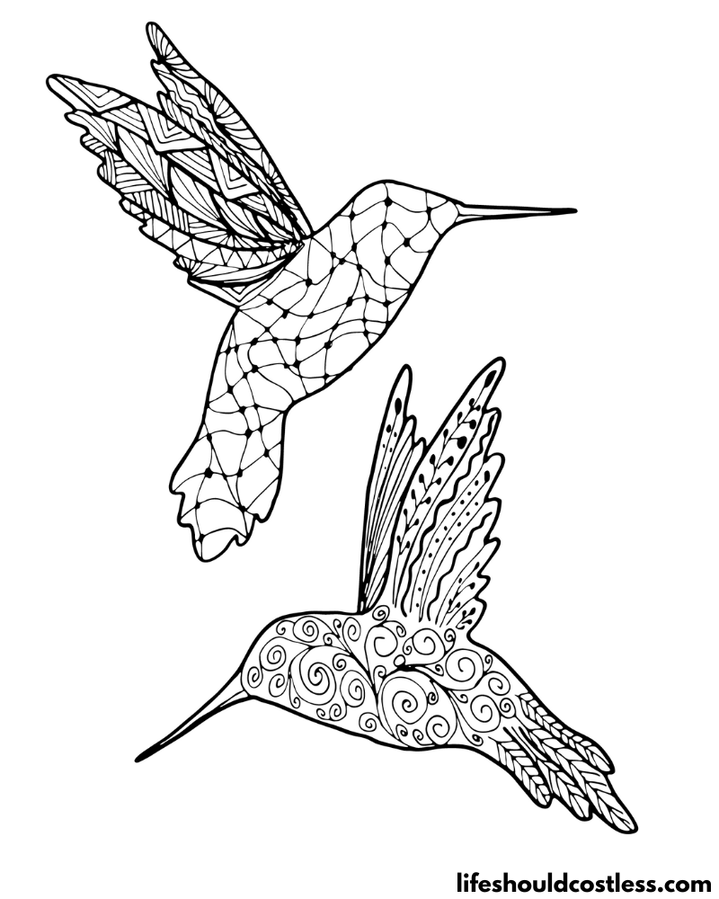Adult Hummingbird Coloring Page Example