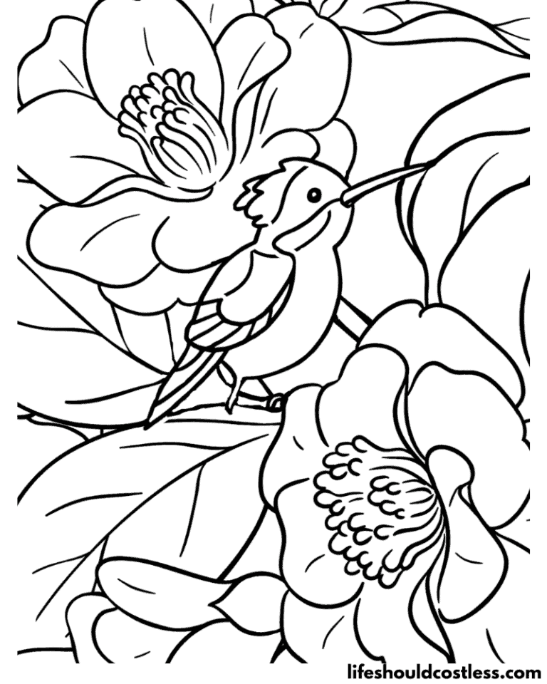 Hummingbird Coloring Pages (free PDF prints) - Life Should Cost Less