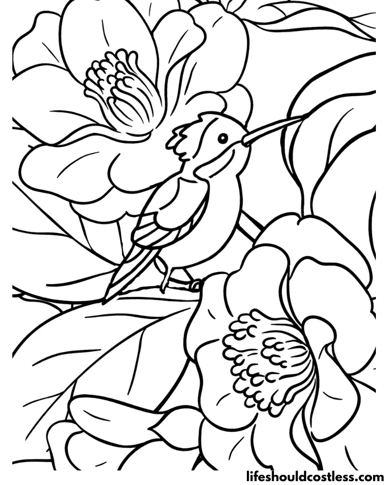 Adult Hummingbirds Coloring Pages Example