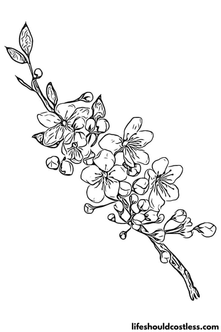 Cherry Blossoms free printable coloring page available for pdf download