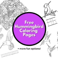 Coloring Hummingbird