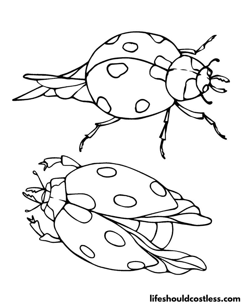 Coloring Page Of A Ladybug Example
