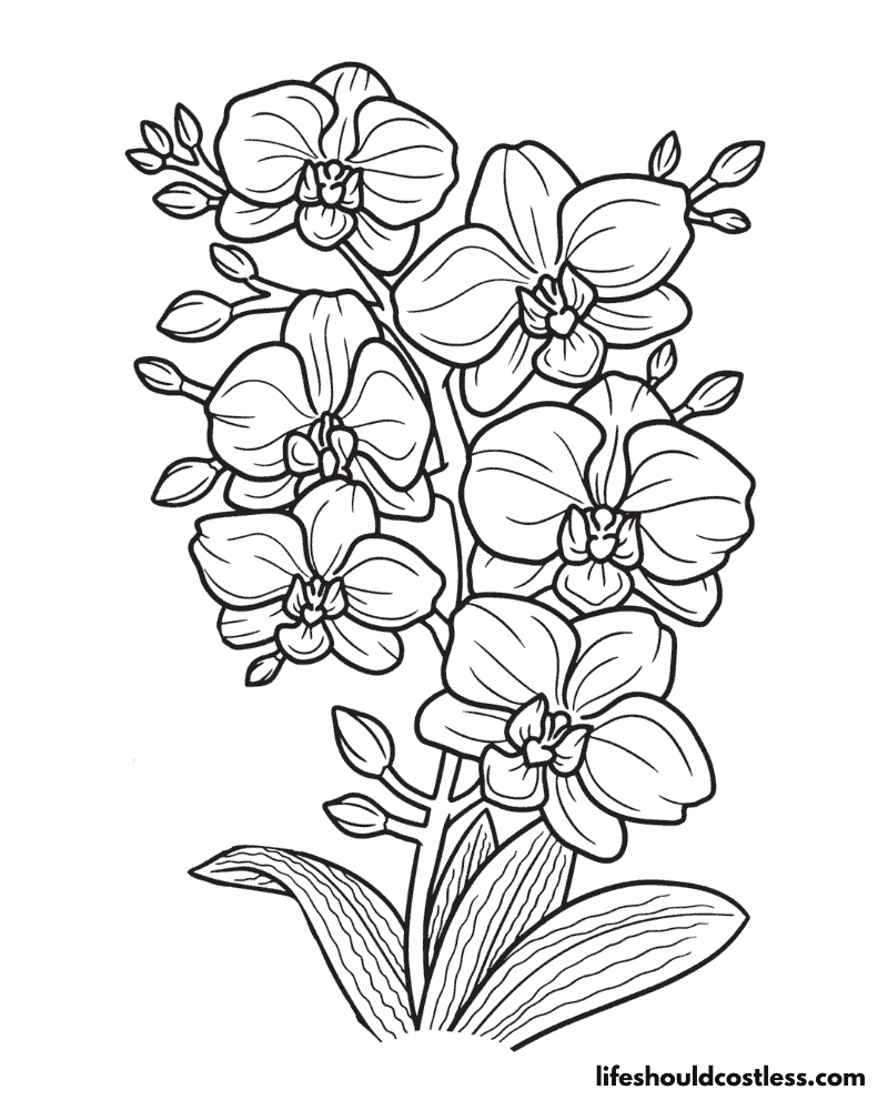 Coloring Pages Spring Flowers Orchid Example