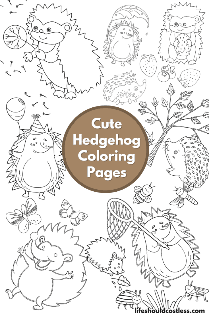 Coloring pages of hedgehogs