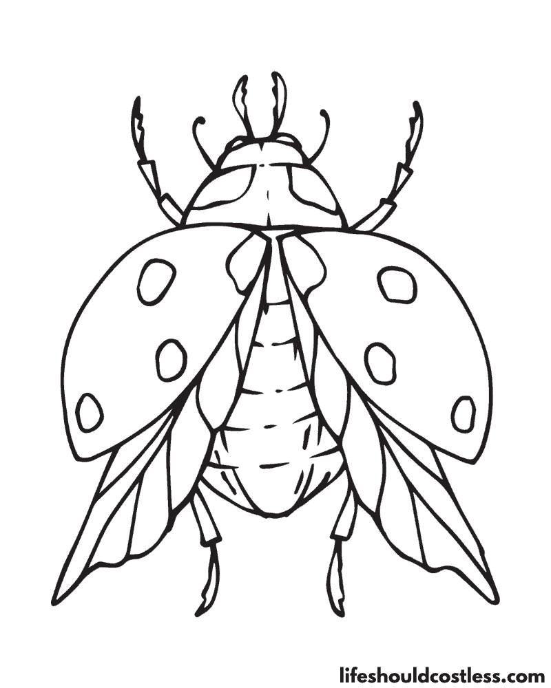 Colouring Pages Ladybug Example