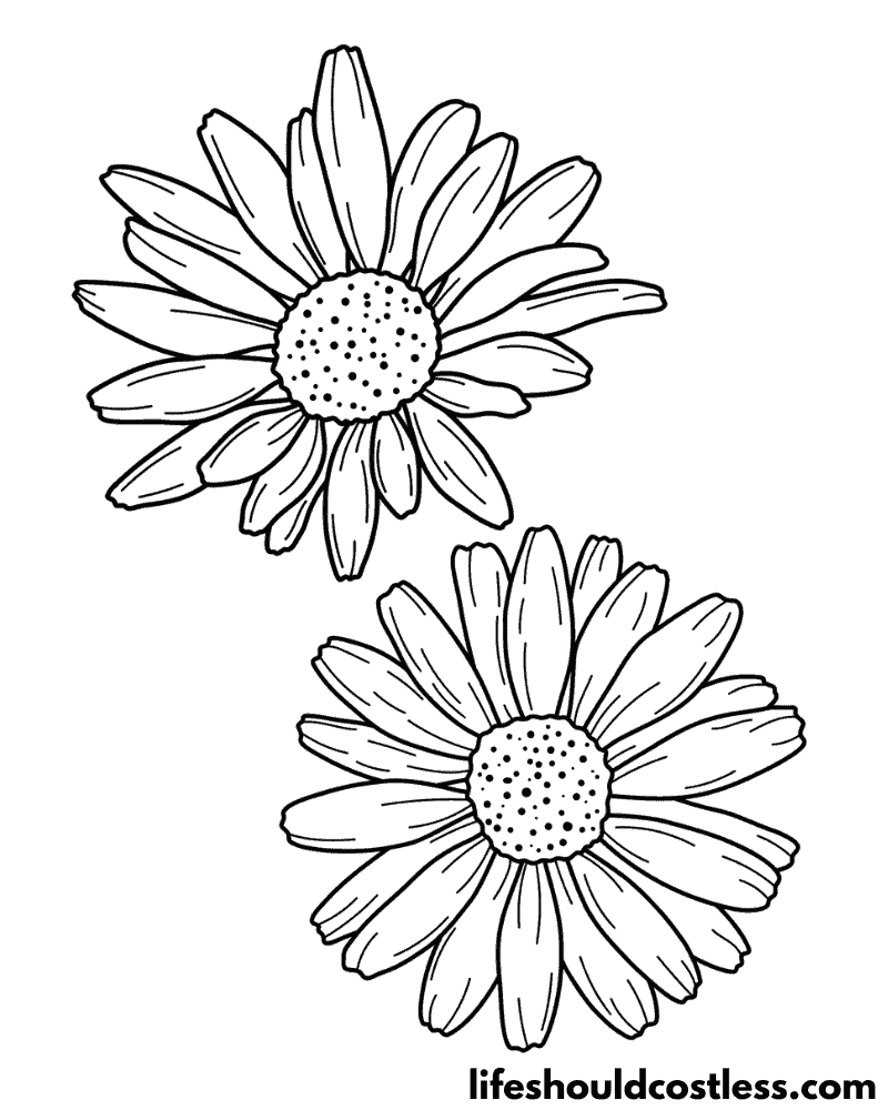 daisy black and white coloring