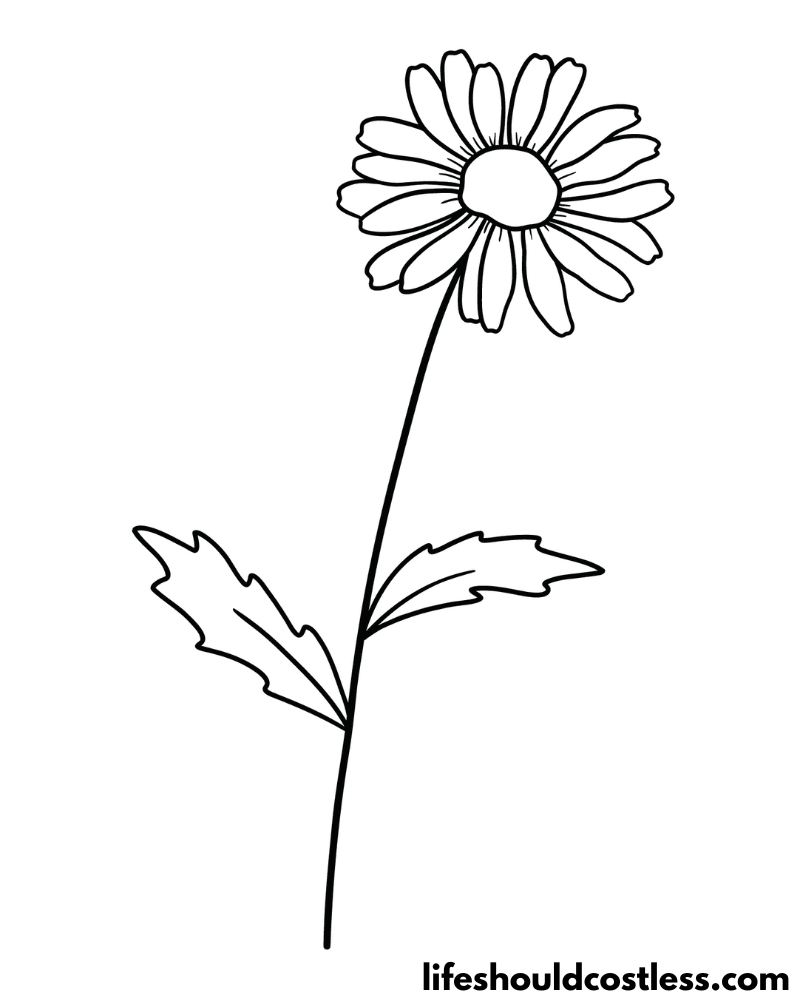 daisy black and white coloring