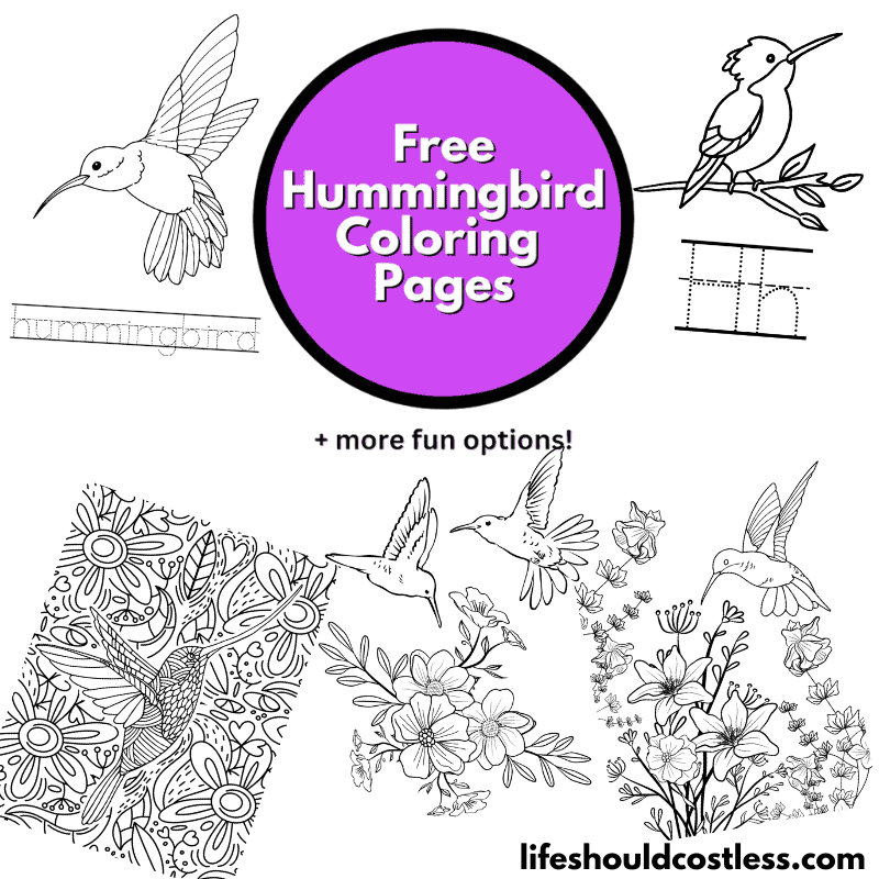 Hummingbird Color Pages