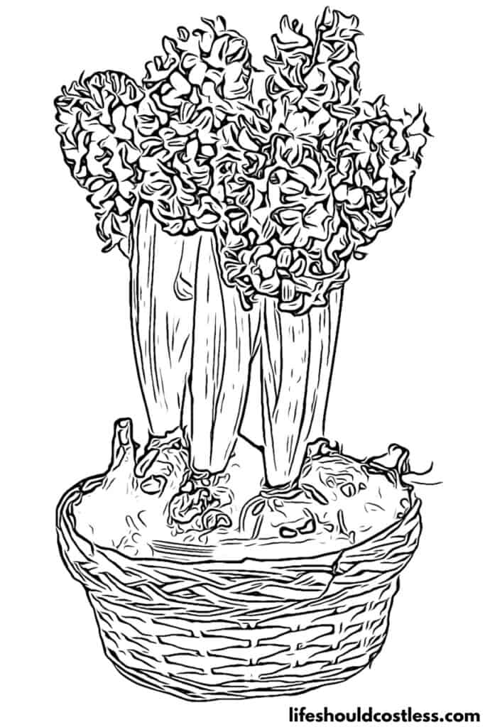 Hyacinth free printable coloring page available for pdf download