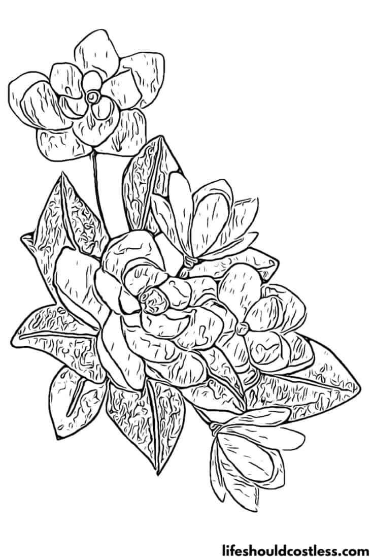 Magnolia magnolias free printable coloring page available for pdf download