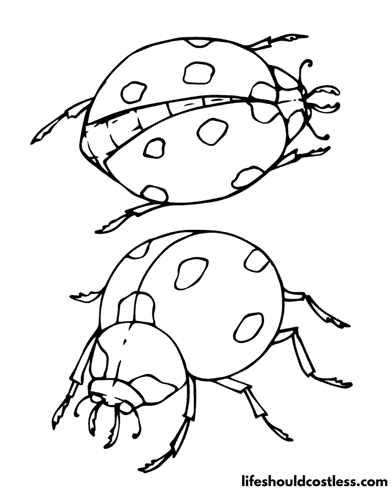 Realistic Lady Bug Colouring Pages Example