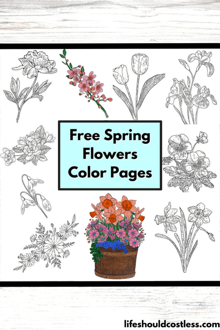 color pages spring flowers