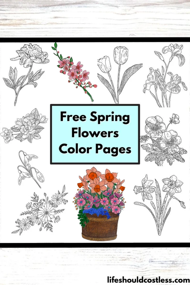 color pages spring flowers