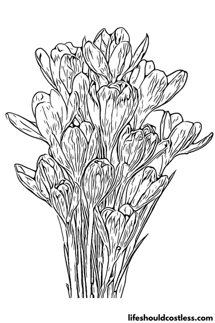 crocus free printable coloring page available for pdf download