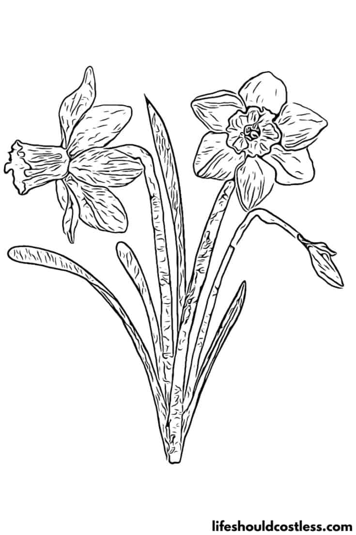 daffodil free printable coloring page available for pdf download