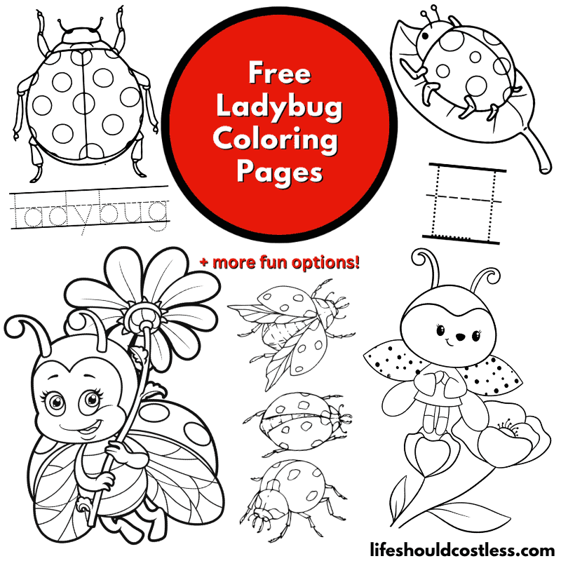 realistic ladybug coloring pages