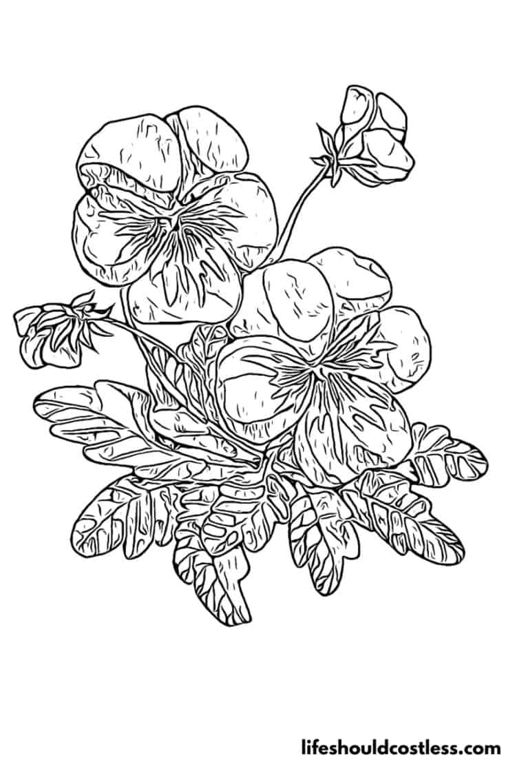pansy pansies free printable coloring page available for pdf download