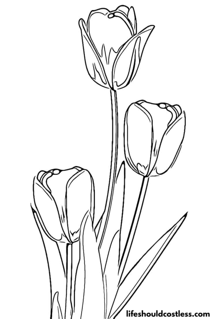 tulips free printable coloring page available for pdf download