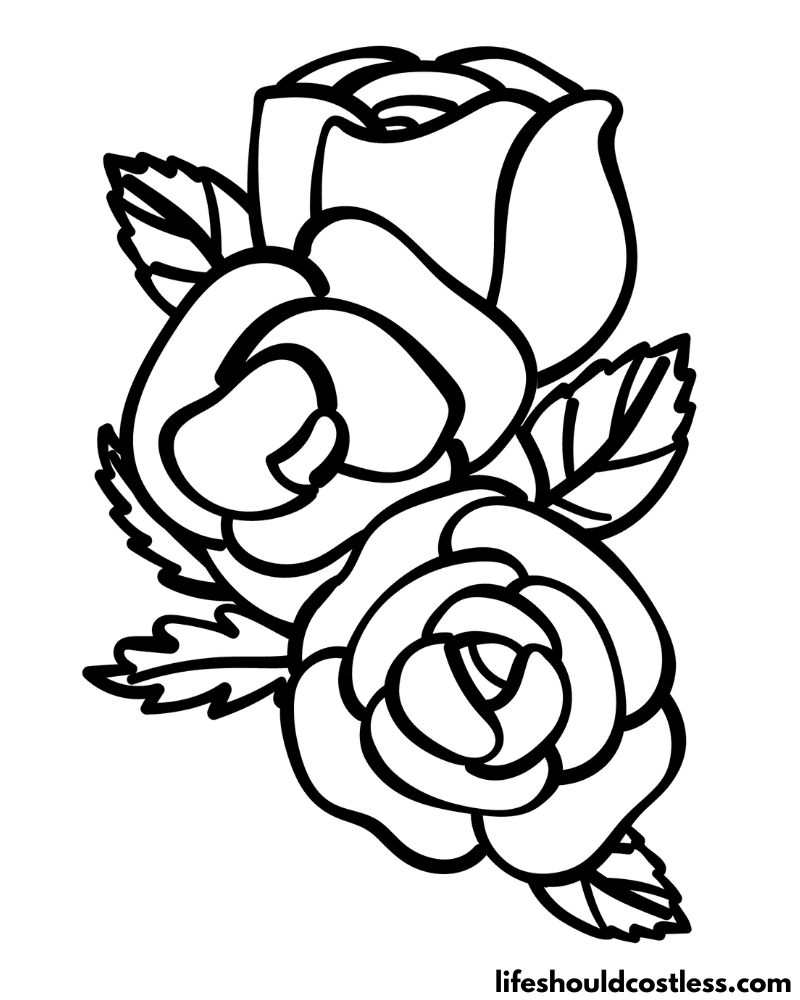 drawn roses in color