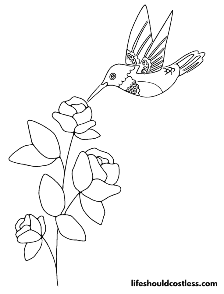 Pretty cartoon hummingbird drinking from flowers outline example