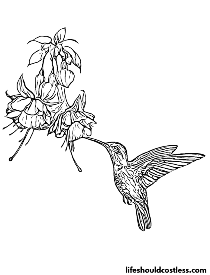 Realistic Hummingbird drinking nectar Coloring Page example