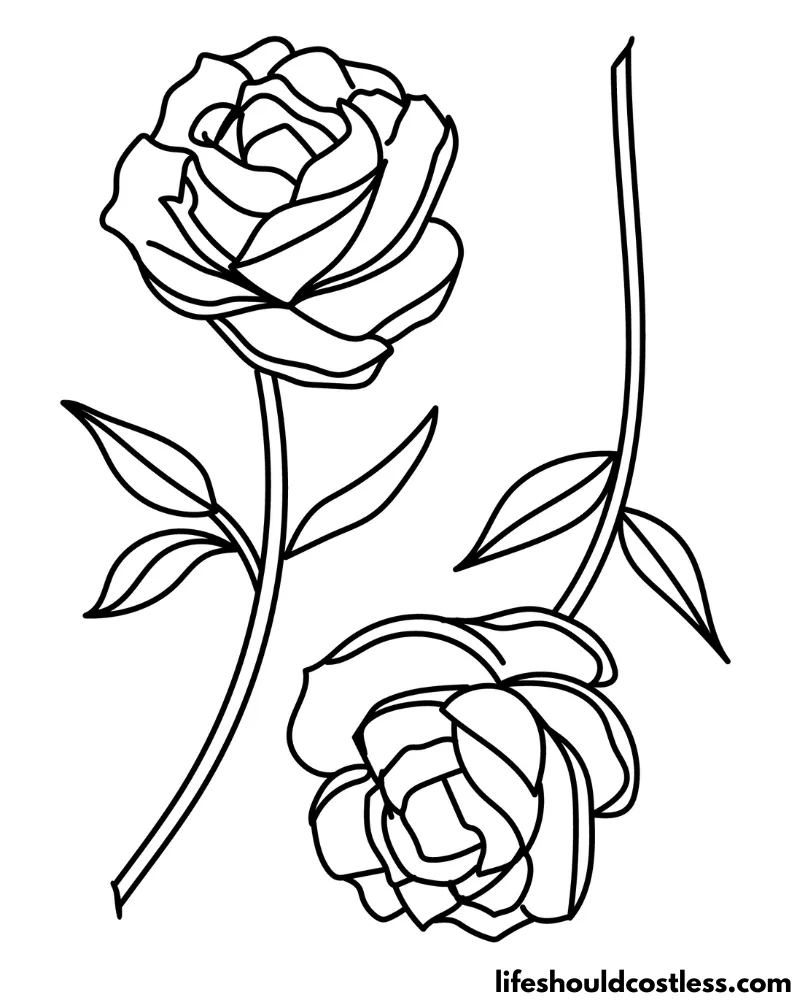 rose flower drawings with color