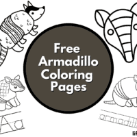 armadillo coloring pages