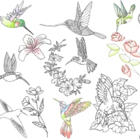 coloring hummingbird pages (free printable pdf templates)