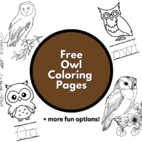 coloring page of an owl