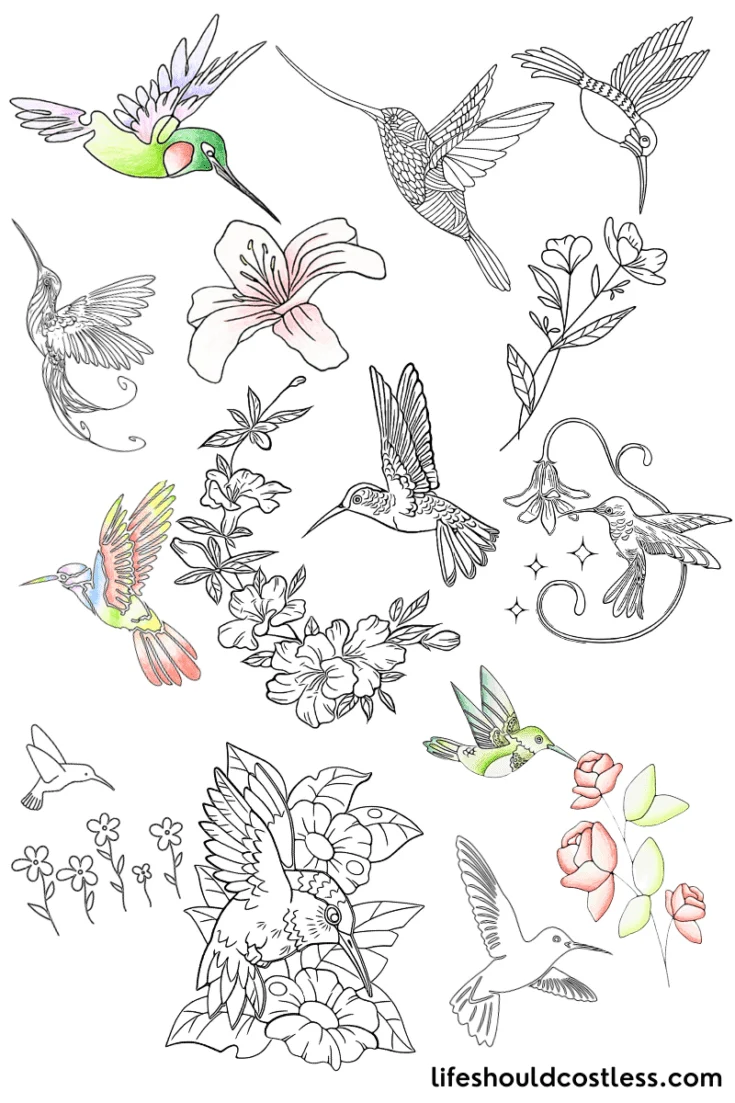 hummingbird color pages free printable pdf downloads