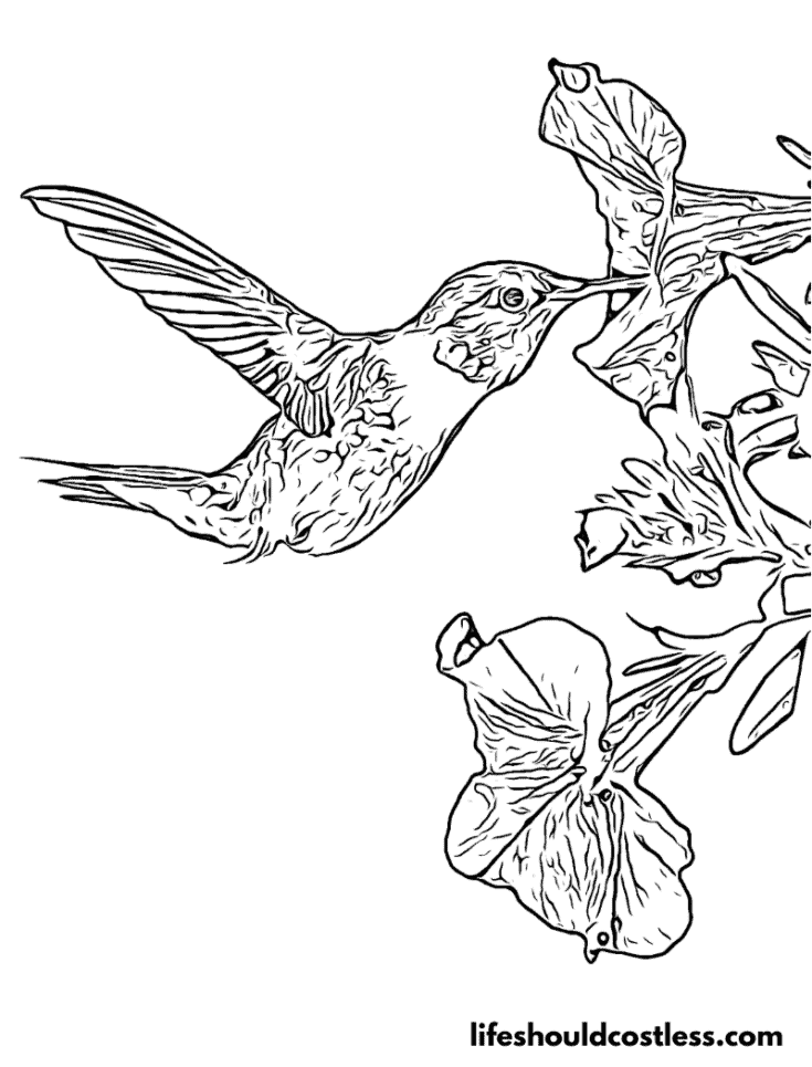 Realistic hummingbird with flowers example