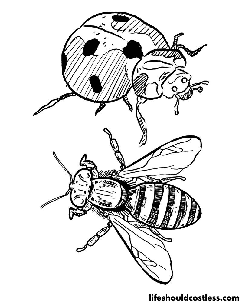 Colouring Pages Insects Example