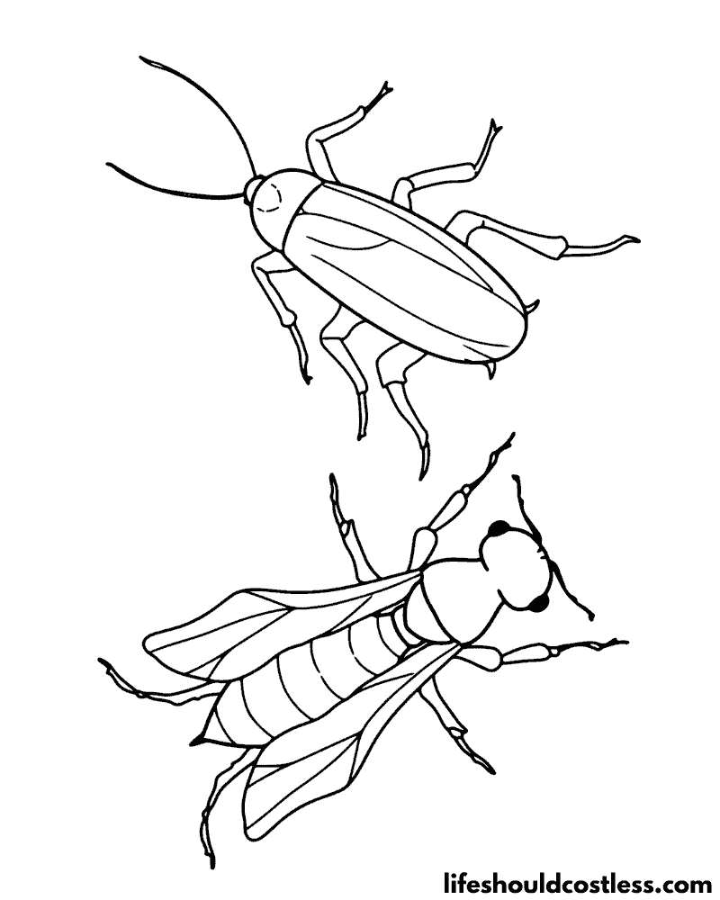 Insect Coloring Page Example