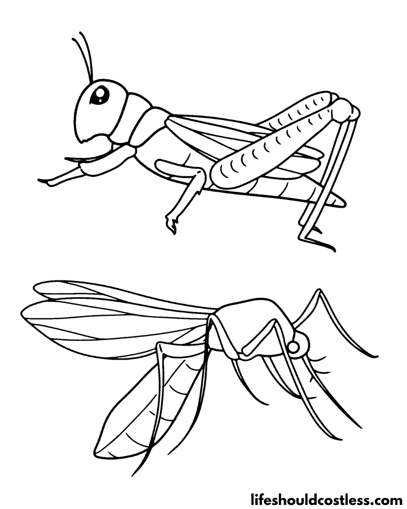 Insects Coloring Pages Example