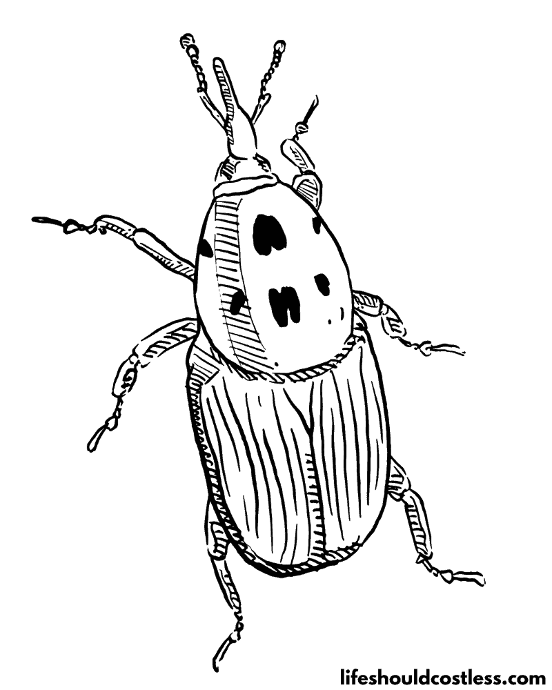 Insects Colouring Pages Example