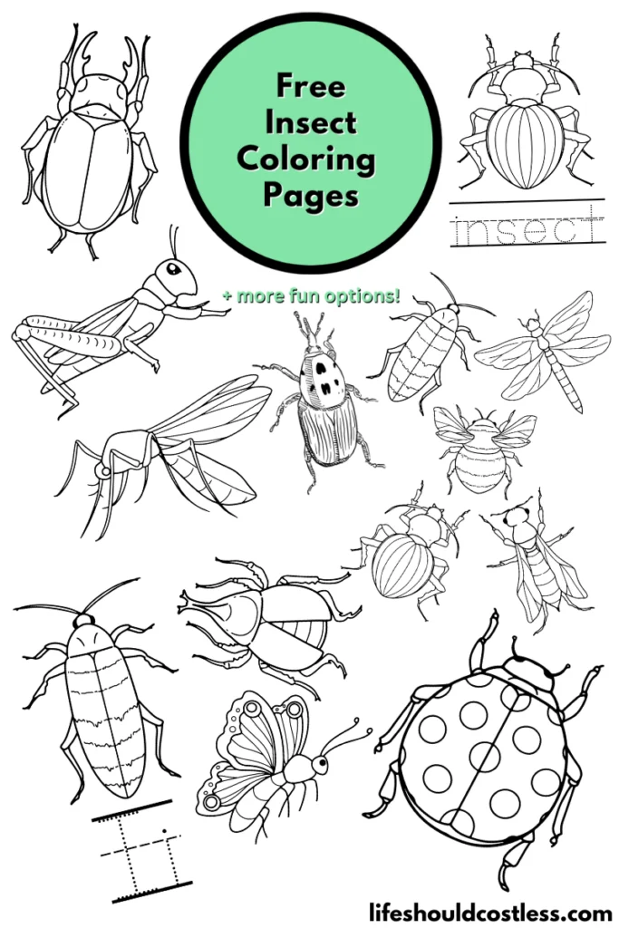 Insect Coloring Book for Kids Ages 4-8 / Learn Fun Facts 