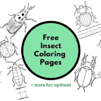 insect colouring pages