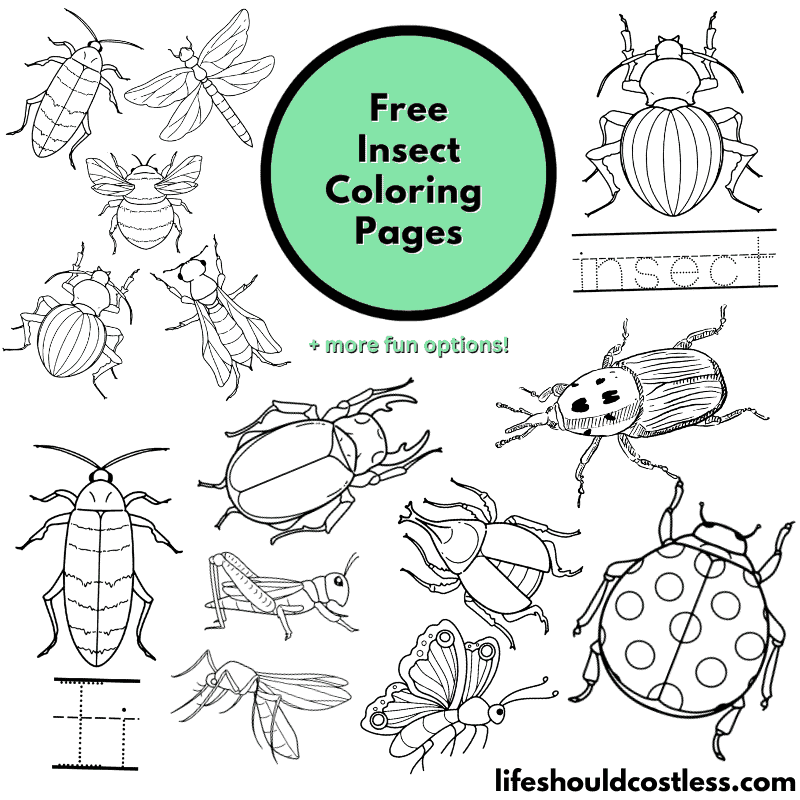 insect colouring sheets
