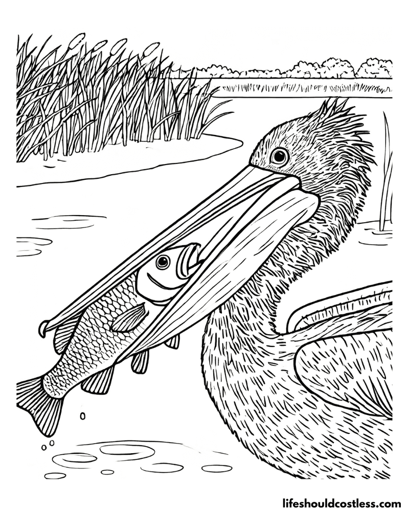 Colouring pages pelican example